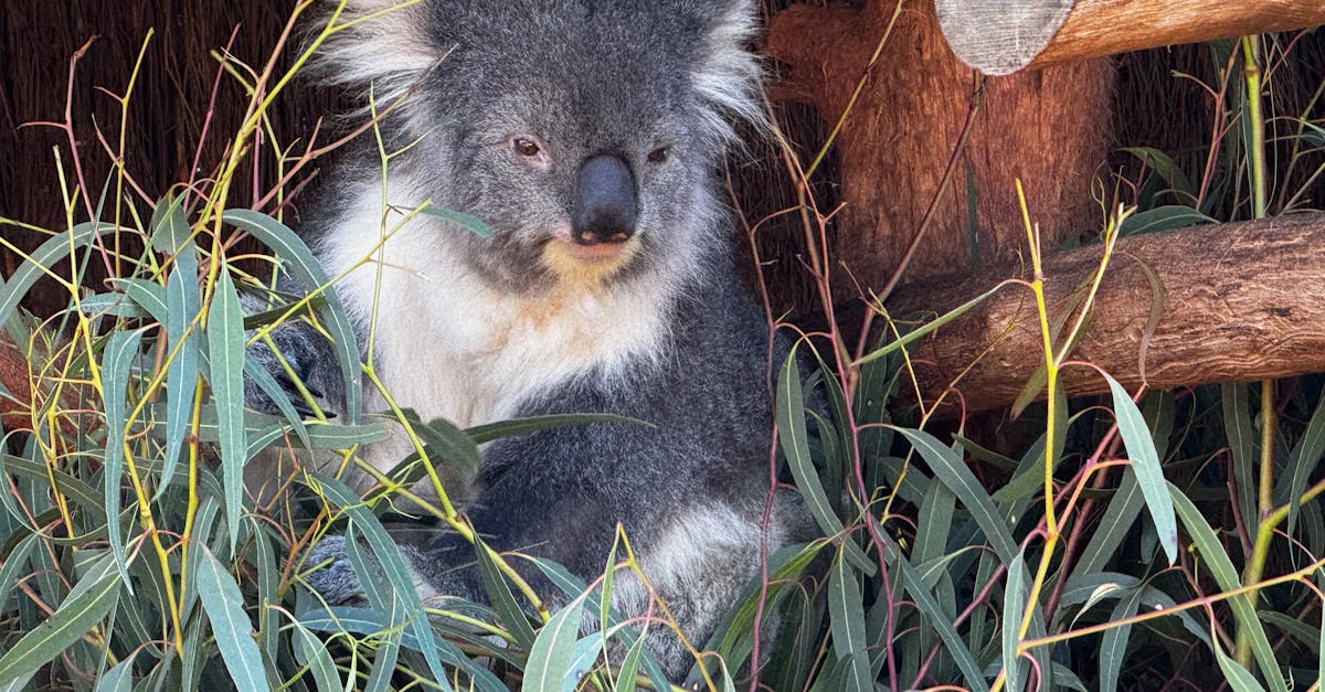 Common Issues with Electric Hot Water Systems and Their Solutions