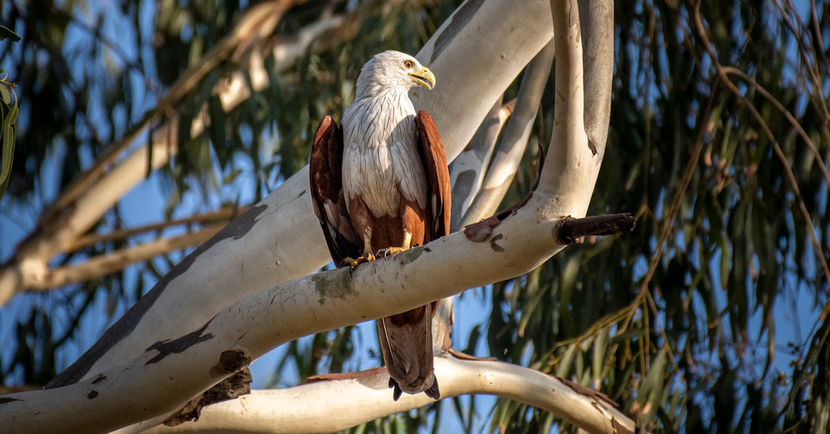 Maintenance Tips for Commercial Water Heaters for Long-Lasting Performance