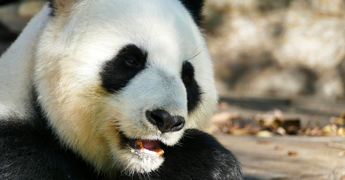 The Cost Implications of Ignoring Leaks in Your Plumbing System