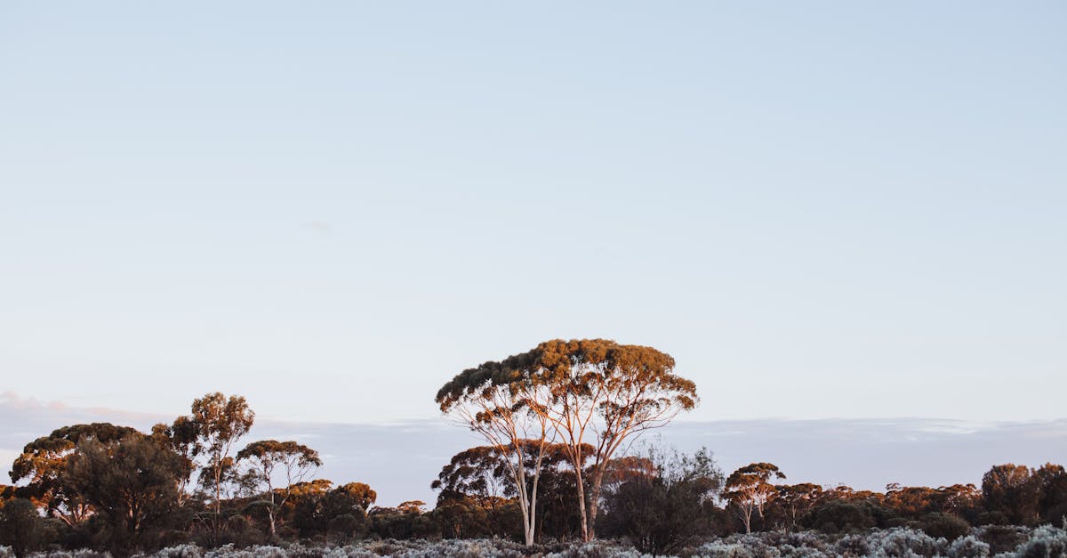 The Role of Emergency Plumbers in Gas Leak Resolution